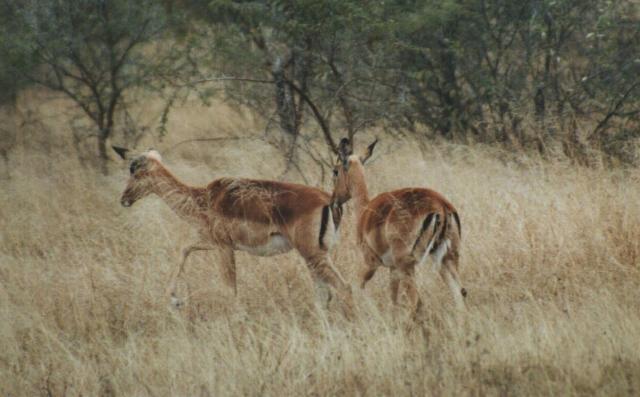 Image 13 of 26  -  38 kB