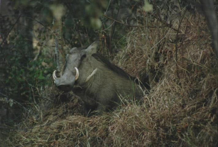 Image 14 of 26  -  52 kB