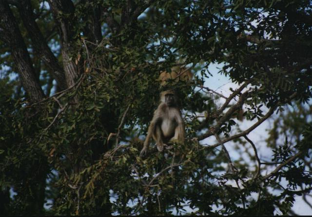 Image 18 of 26  -  56 kB