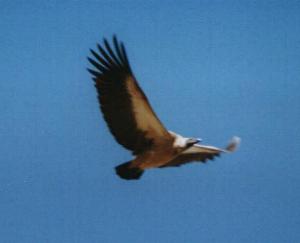 Image 21 of 26  -  6 kB