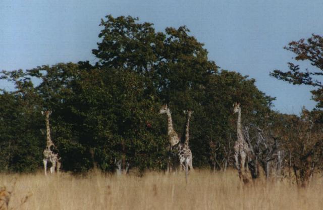 Image 22 of 26  -  39 kB